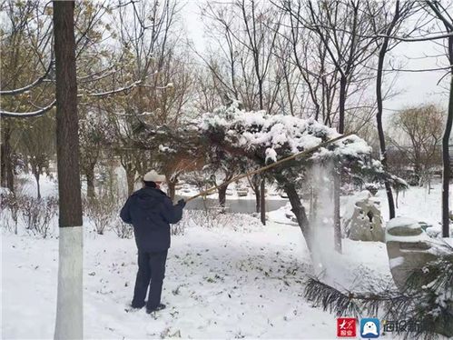 淄川区园林绿化和公园管理服务中心 清扫积雪,为绿化树木 减负